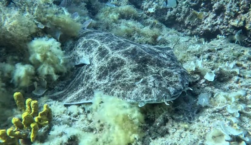 From extinction to hope as angel sharks filmed in Croatian waters