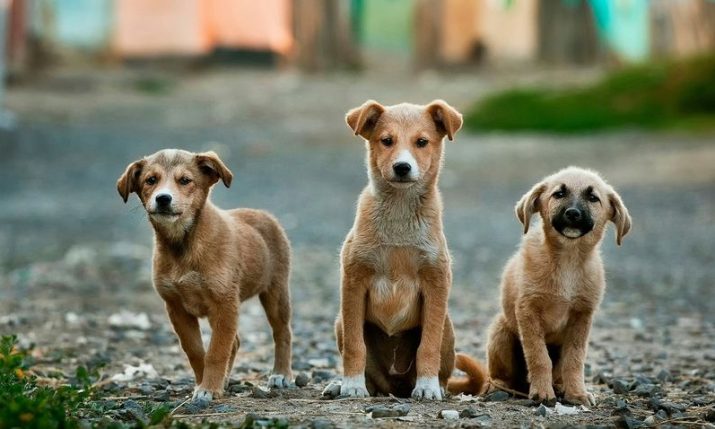 Historic decision as Croatia makes animal abandonment a crime