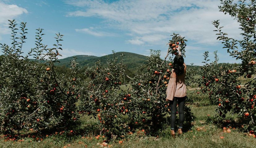 Apples in Croatia