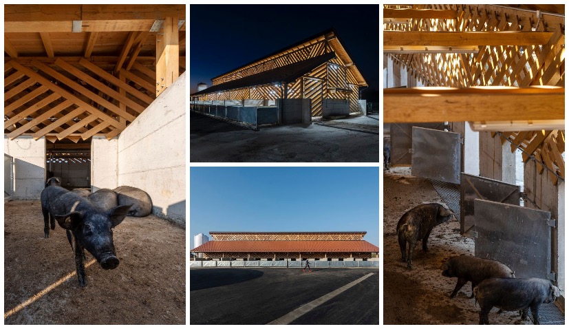 Domagoj Vida’s impressive Black Slavonian Eco Pig Farm in Croatia