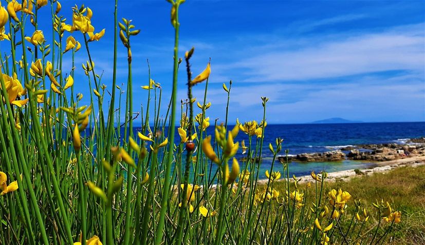 Flower as a guide: Yellow, fragrant ‘Brnestra’ reveals Ližnjan in the spring