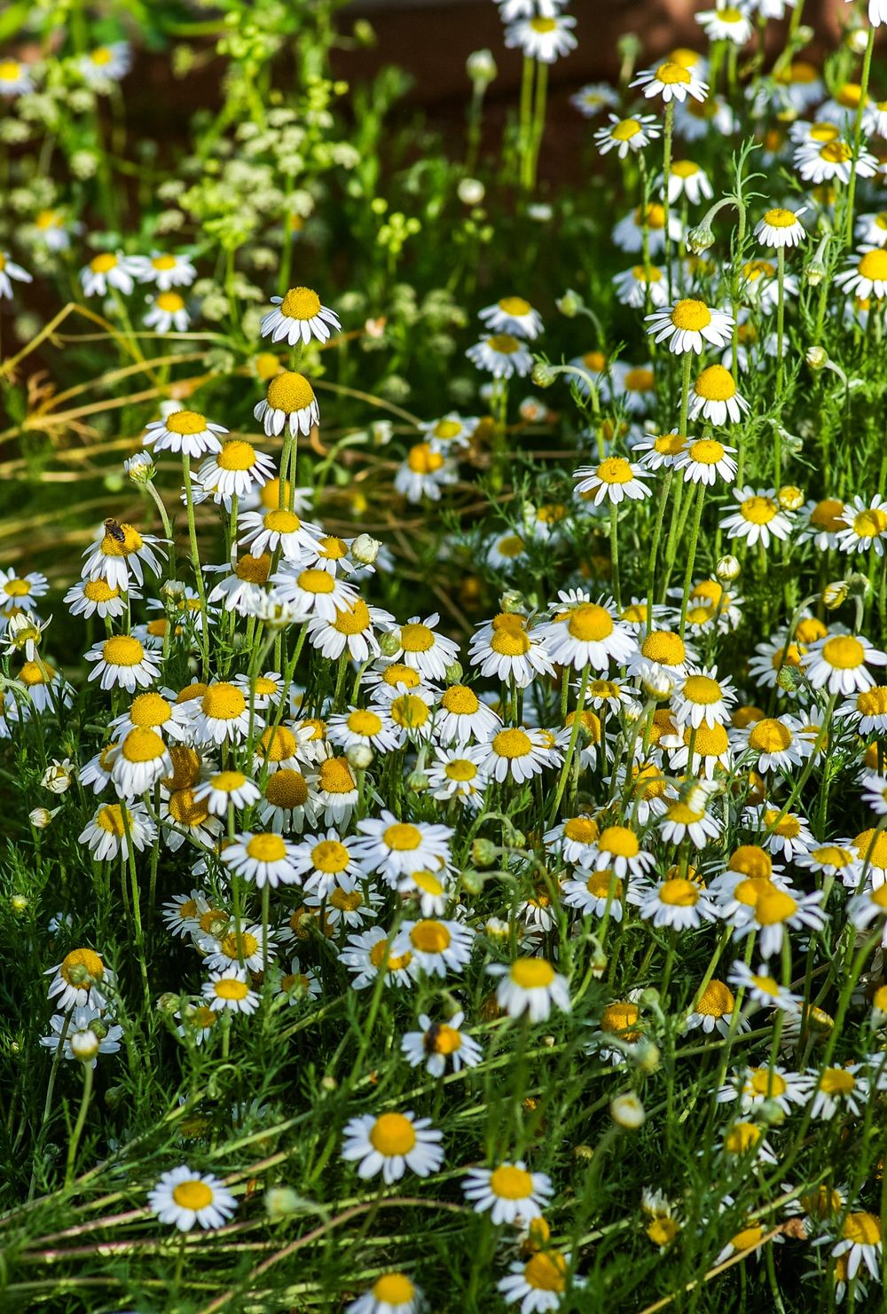 chamomile