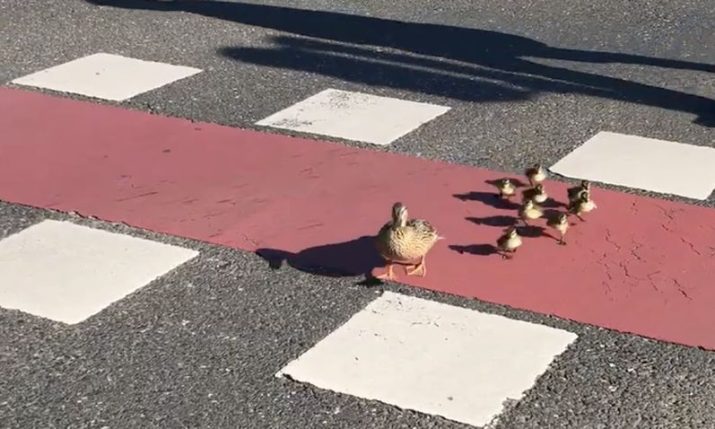 VIDEO: Adorable duck family halts traffic in Zagreb