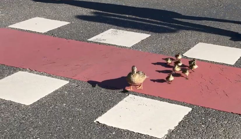 ducks walking on street in zagreb 