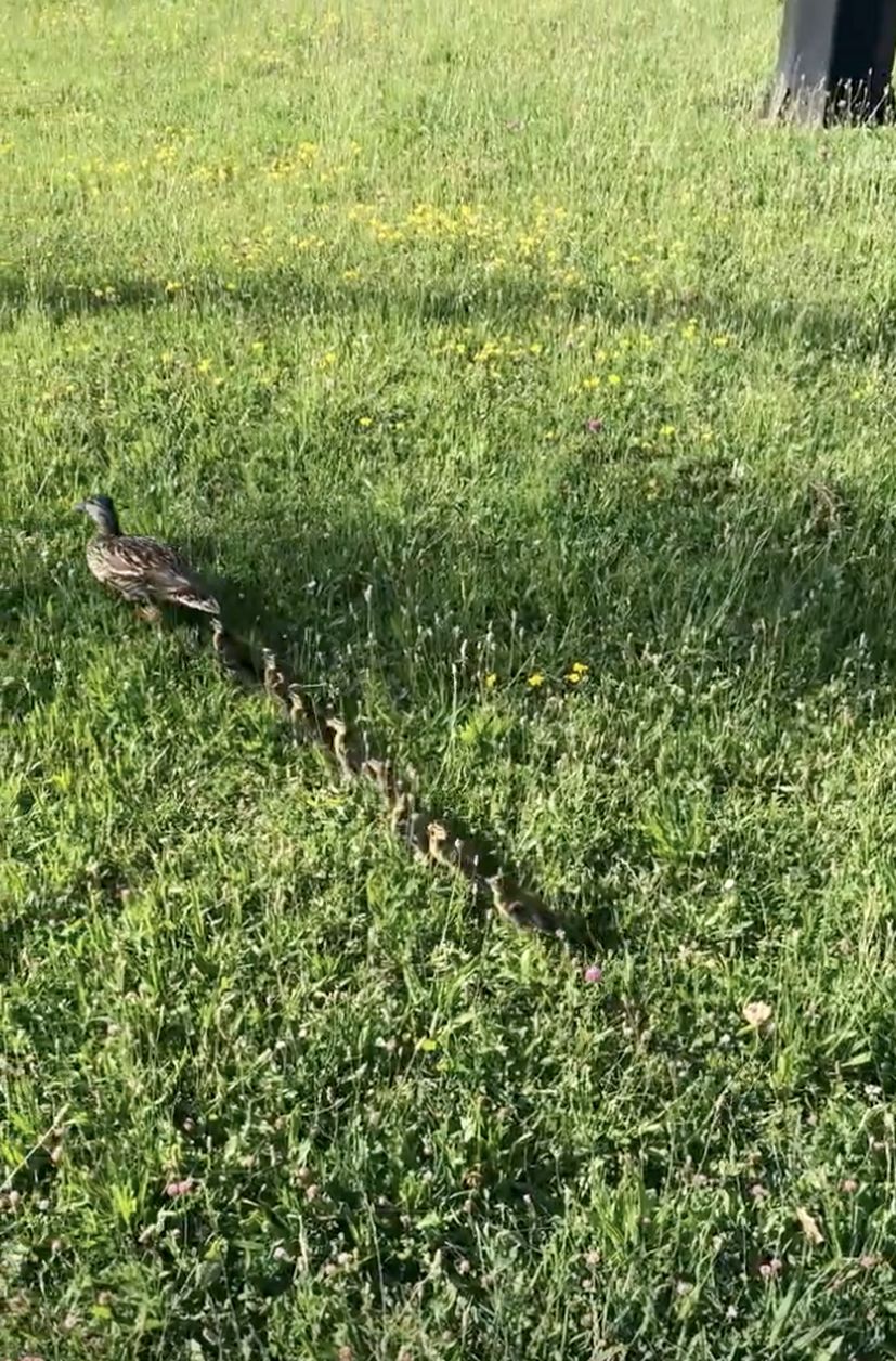 Duck and ducklings in grass zagreb