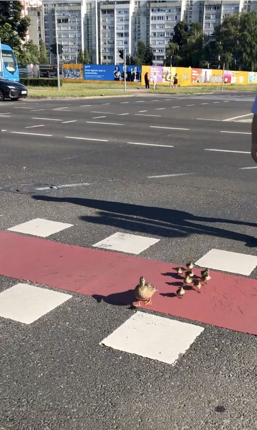 ducks cross street zagreb 