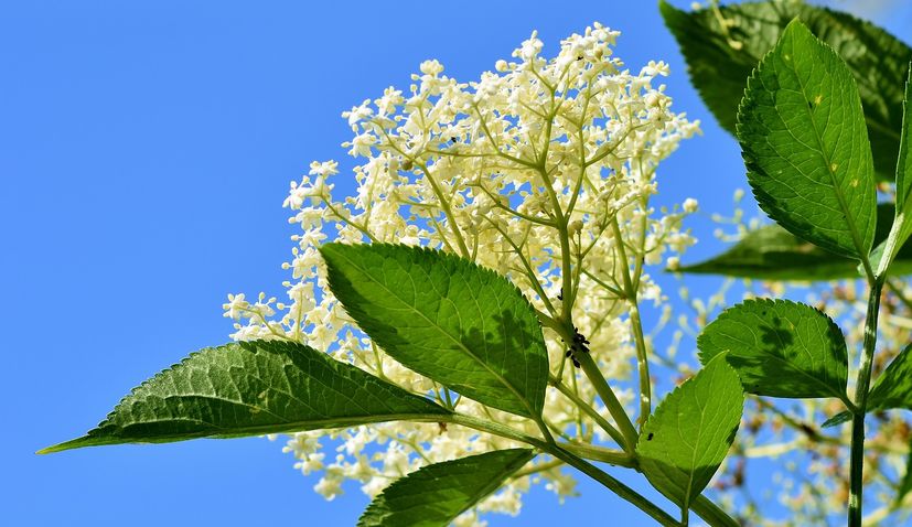 Great potential in Croatia for elderberry cultivation