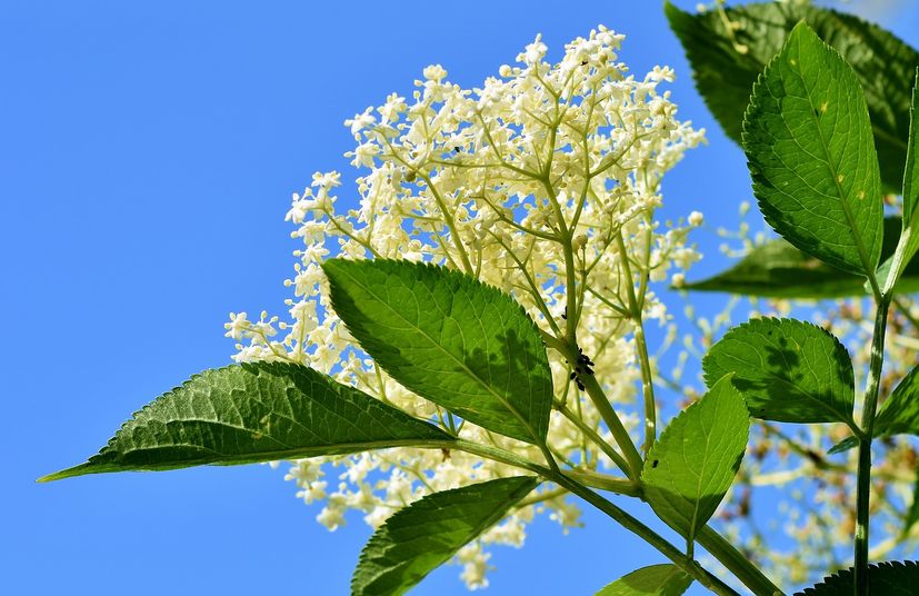 Great potential in Croatia for elderberry cultivation 