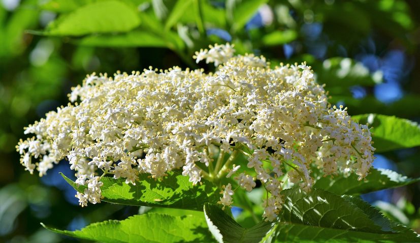 Great potential in Croatia for elderberry cultivation 