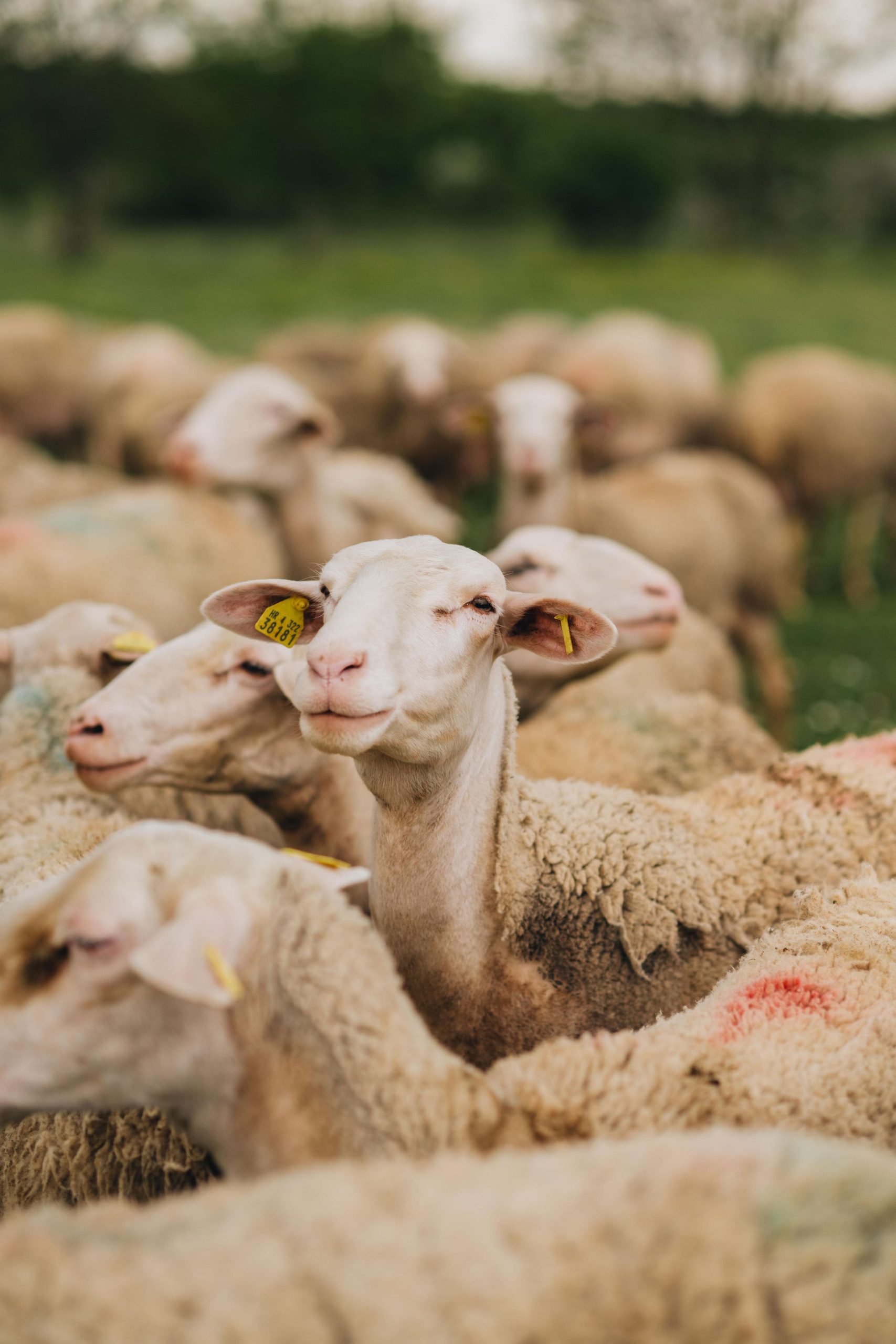 Istrian sheep milk cheese Špin from Agrolaguna has been named the best cheese in the world in the category of hard sheep milk cheeses