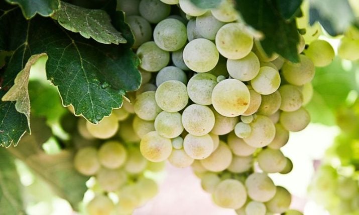 Indigenous Croatian grape variety makes comeback in vineyards