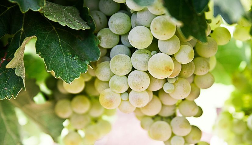 Indigenous Croatian grape variety makes comeback in vineyards