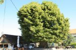 History-witnessing Croatian tree finalist for European Tree of the Year title