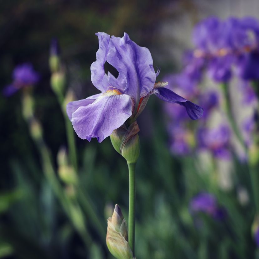 Iris: Why it's Croatia’s proud national flower 