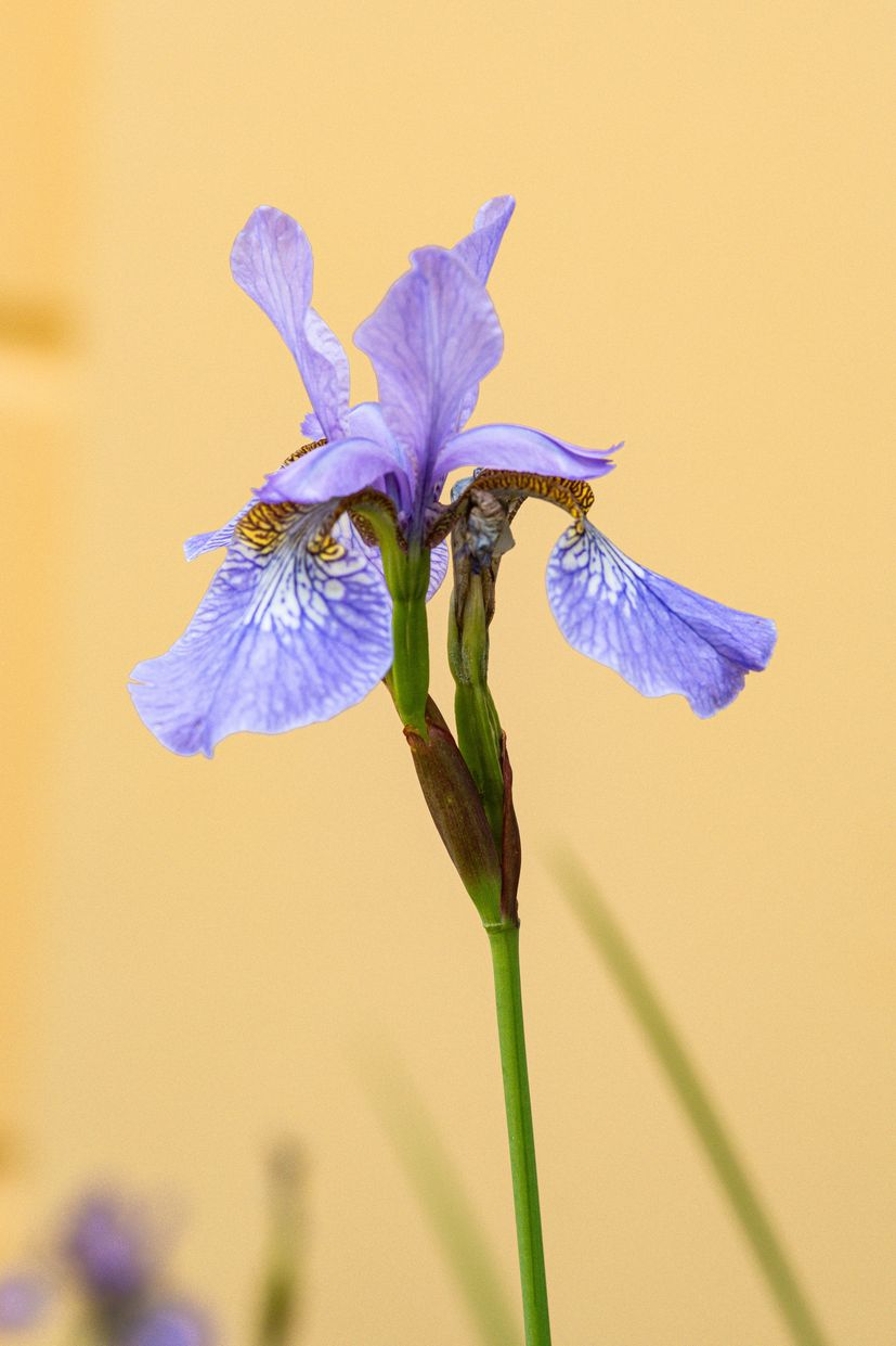 Iris: Why it's Croatia’s proud national flower 