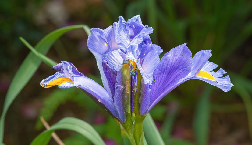 Iris: Why it's Croatia’s proud national flower 