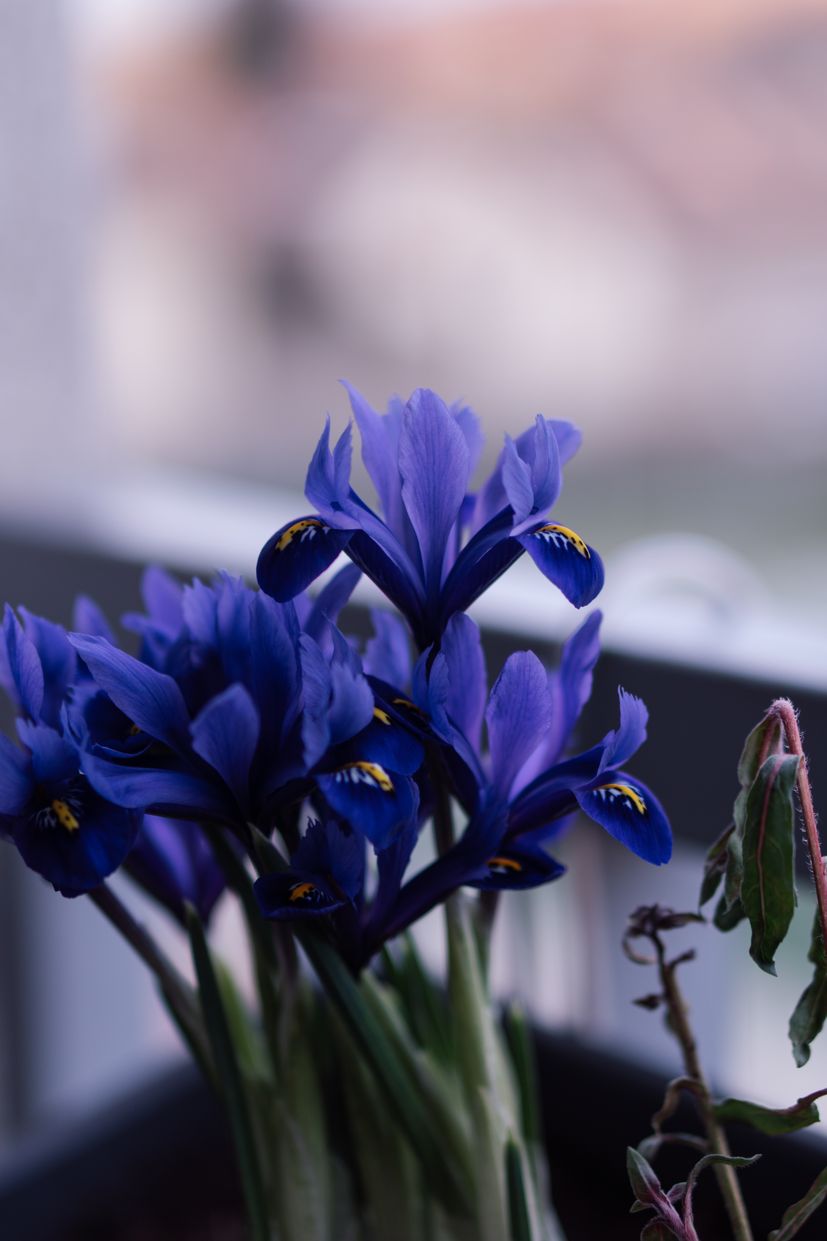 Iris: Why it's Croatia’s proud national flower 