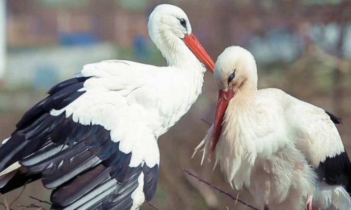 Croatia’s famous lovebird Klepetan finds a new companion