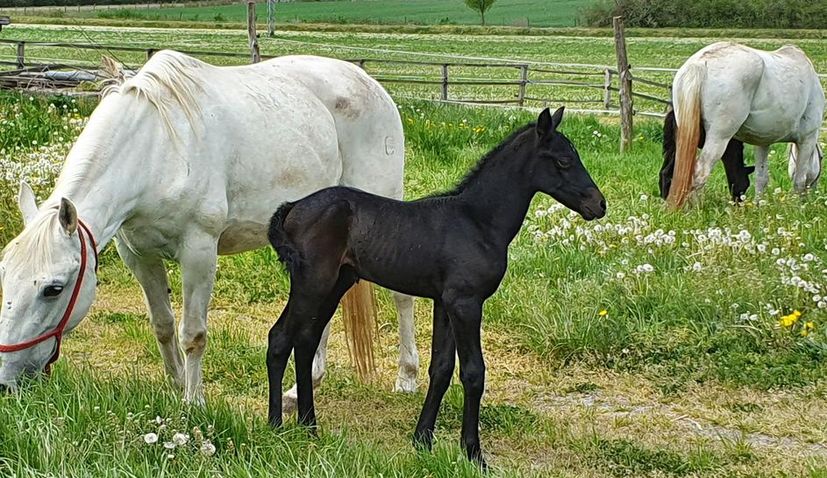 Đakovo and Lipik State Stud Farms awarded UNESCO charter