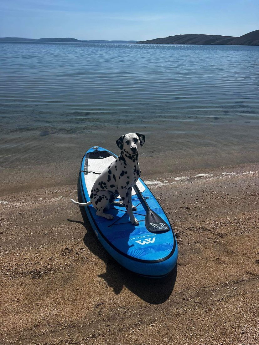 Pago the charming Dalmatian ambassador from Pag
