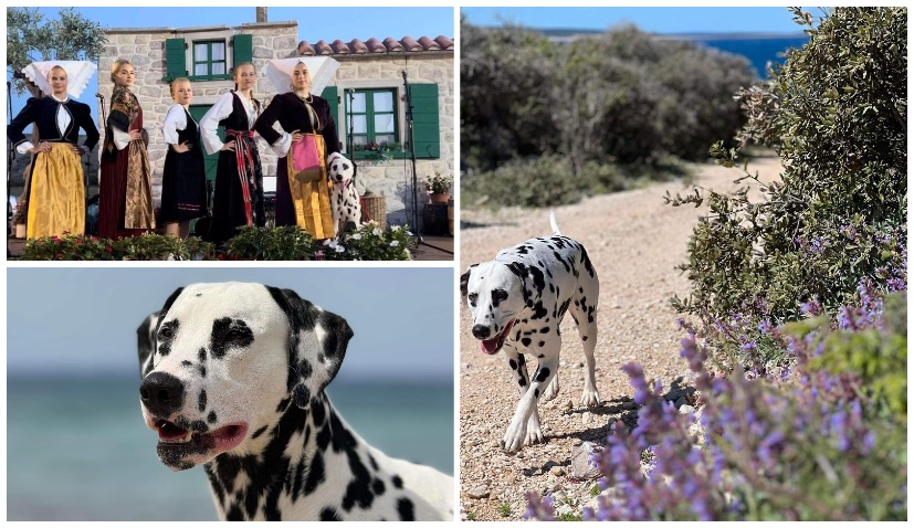 Meet Pago: The darling Dalmatian ambassador from Pag