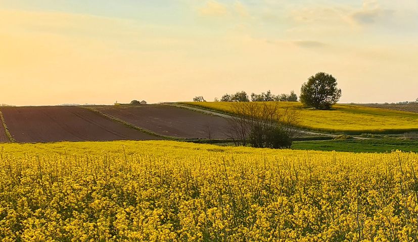 Croatian Agriculture