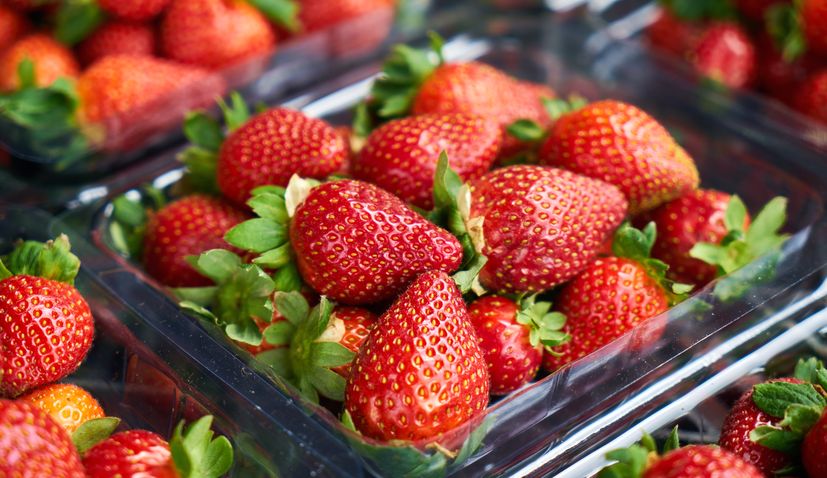 Strawberry picking season starts in southern Croatia, 600 tonnes expected